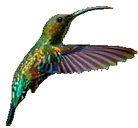 Colibri